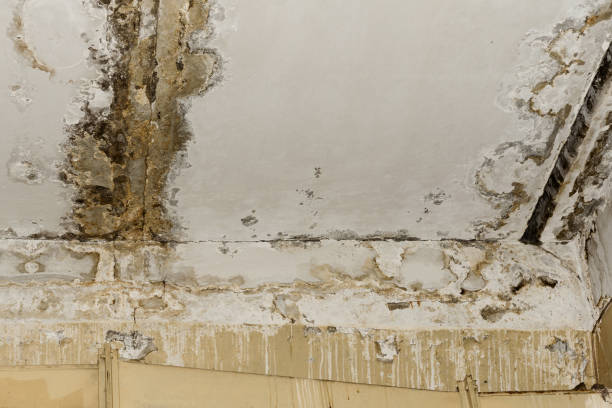 Best Asbestos and Lead Testing During Mold Inspection  in Fort Mohave, AZ
