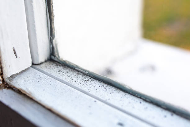 Best Mold Removal for HVAC Installations  in Fort Mohave, AZ