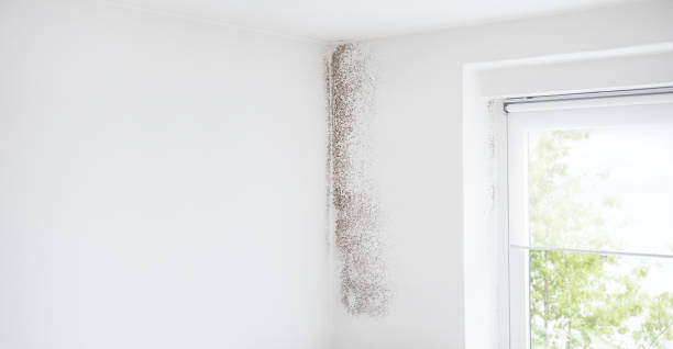 Mold Remediation for Rental Properties in Fort Mohave, AZ