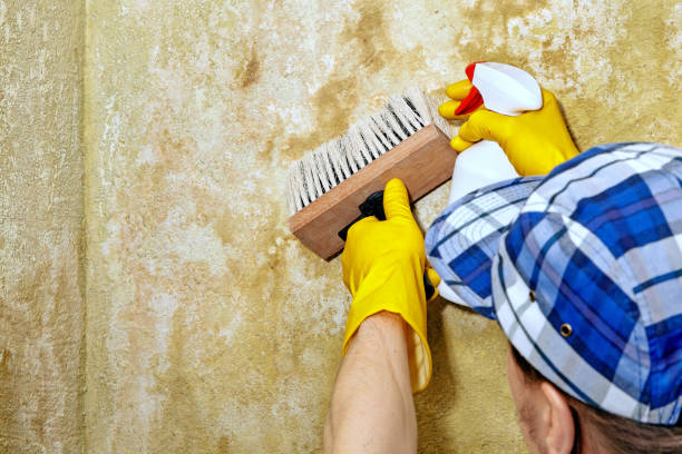 Best Mold Remediation for Rental Properties  in Fort Mohave, AZ