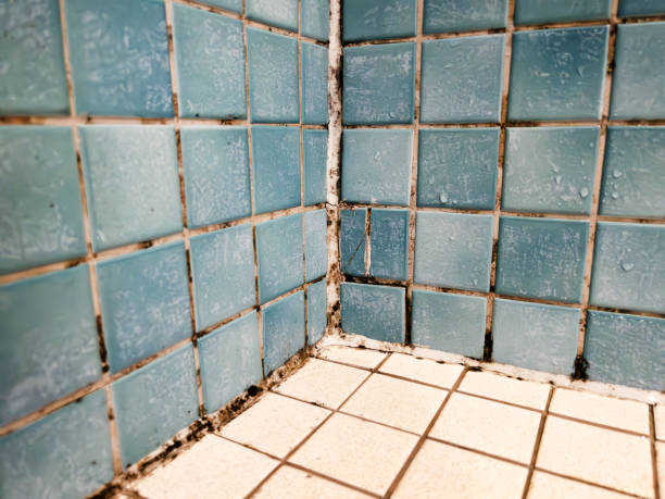 Best Real Estate Mold Inspection  in Fort Mohave, AZ