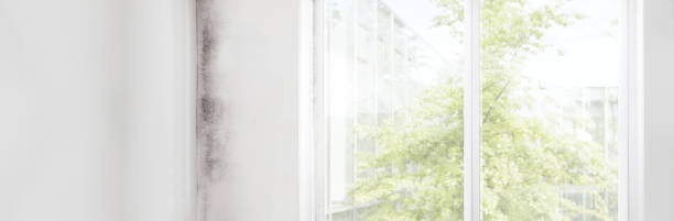 Best Mold Prevention Services  in Fort Mohave, AZ