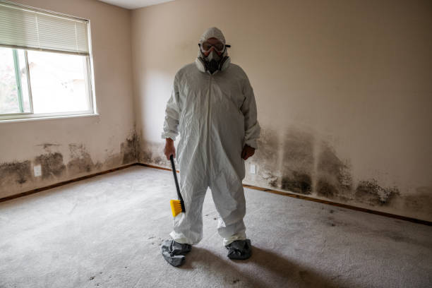 Best Attic Mold Removal  in Fort Mohave, AZ